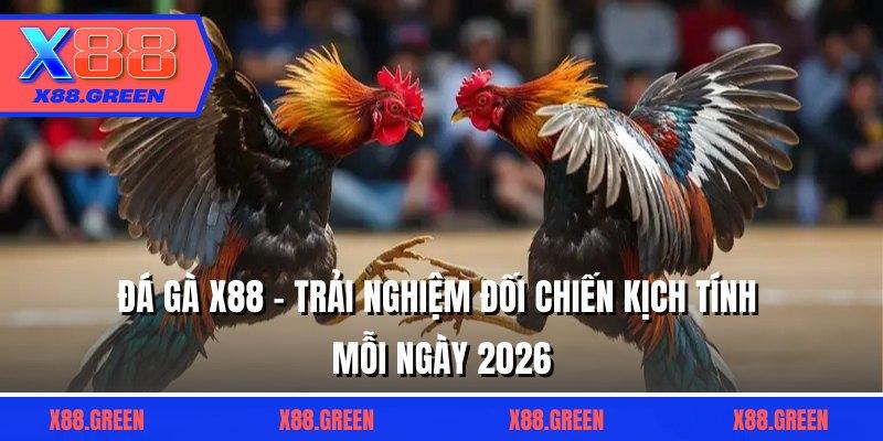 Đá Gà X88 - Trải Nghiệm Đối Chiến Kịch Tính Mỗi Ngày 2026